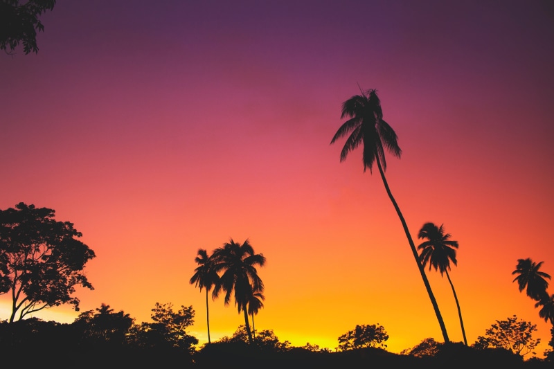 orange, palm trees, 5K, clear sky, trees, nature, sunrise