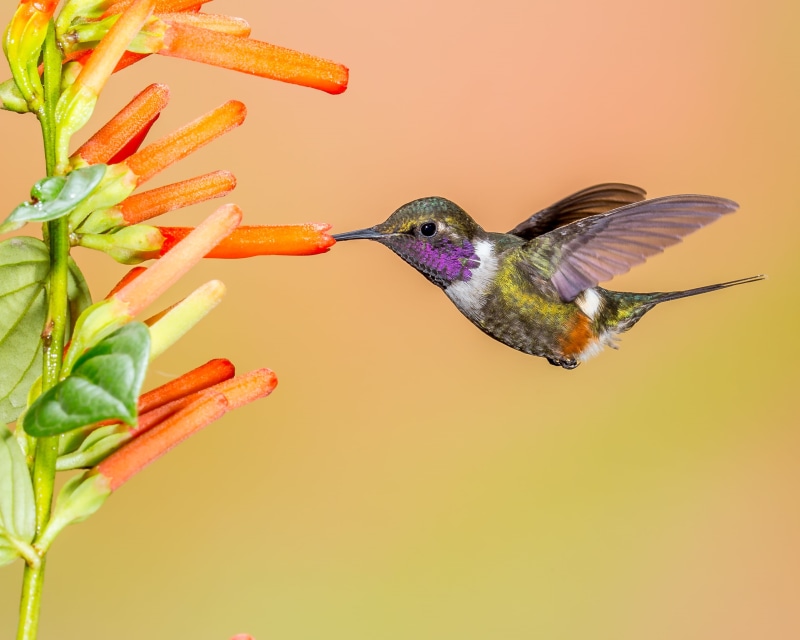 Purple-throated Woodstar, humming, aviary, multi Colored, wildlife, sniffing, hummingbird, flying, nature, flower, beak, yellow, iridescent, songbird, feather