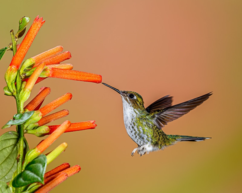 hummingbird flower, racket, tail, firecracker, Firecracker flower, Female, hovering, red, Lens, mites, near, animal, Explore, Booted Racket-tail, bird