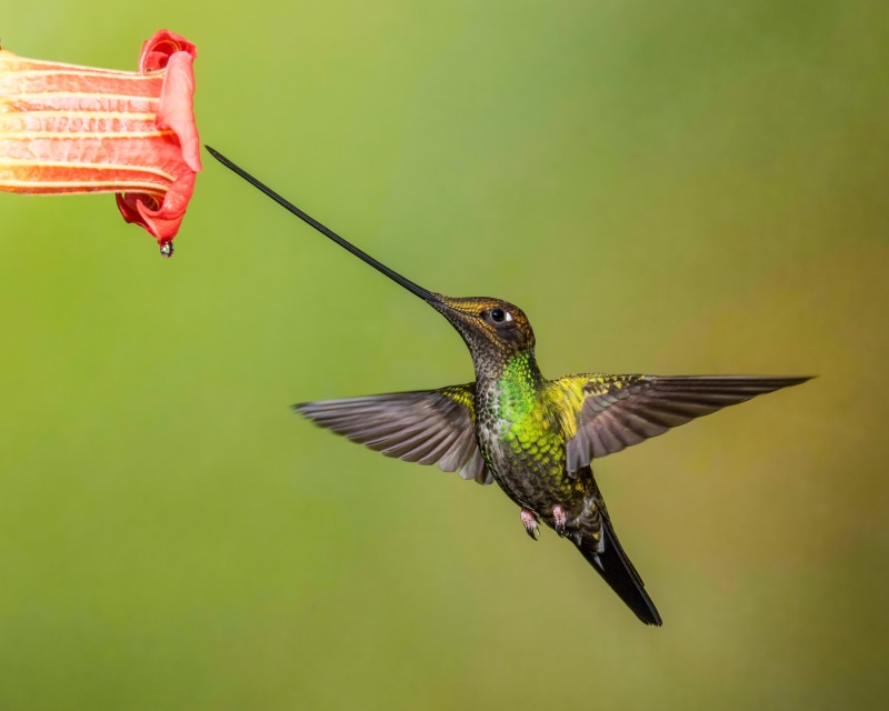 iridescent, green, spread Wings, long, aviary, nature, close up photography, wildlife, animal, Sword-billed Hummingbird, bird, Lens, hovering, near, En Garde