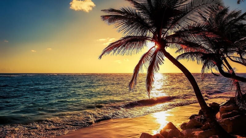 sea shore, nature, sunset, shore, sea, 1080P, palm tree, evening