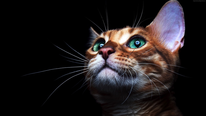 Face, Kitten, Eyes, Cute, Background, 4K, Black, Green