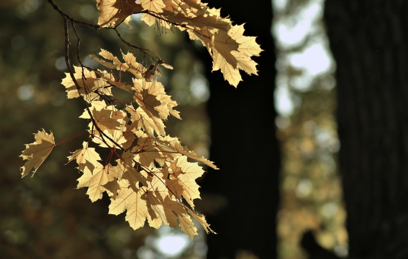 GAlex, mood, sheet, 4K, Autumn, Park