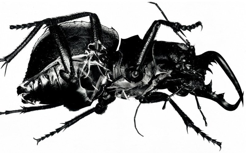 flowering plant, print, nature, insect, skull, black, sky, white, metal, animal, album covers, invertebrate, close-up, textile, Massive Attack , low angle view