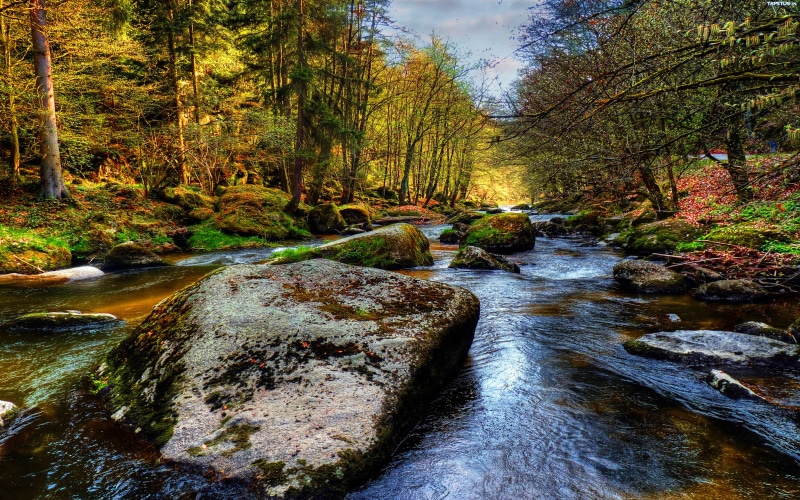 tranquility, stream - flowing water, no people, flowing, 4K, forest, outdoors, rock - object, flowing water, motion, scenics - nature, solid, stone, nature