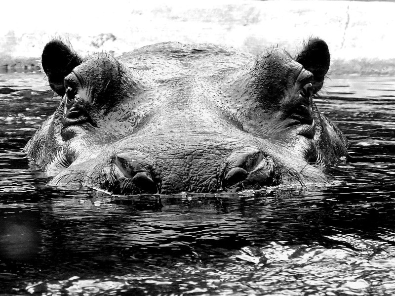 day, 4K, portrait, black And White, mammal, zoo, wildlife, hippo, animal, hippopotamus, animal body part, grayscale, photo, animal world, hard, berlin center