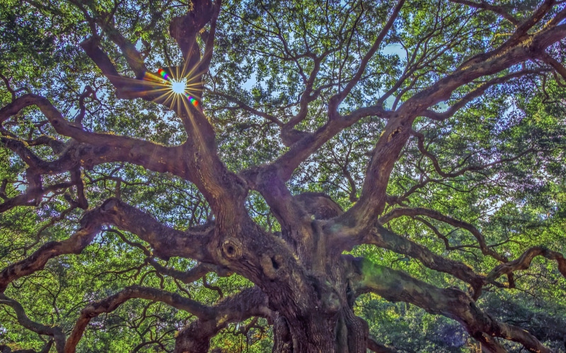 desktop, tree, environment, island, mobile, tree trunk, john, day, pc, tablet, land, oak, hd, phones, low angle view, green color, angel, carolina, scenics - nature