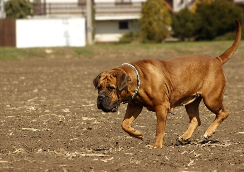 family tree, 2K, dog, focus on foreground, land, african, rare, to the south, big, no people, domestic, thoroughbred, animal, one animal, bulldog, day
