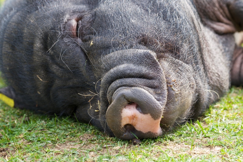 fat, ponderous, animals In The Wild, pot bellied pig, sun, sow, large, 4K, vertebrate, massive, animal head, pet, relaxation, thick, wildlife, snout, farm
