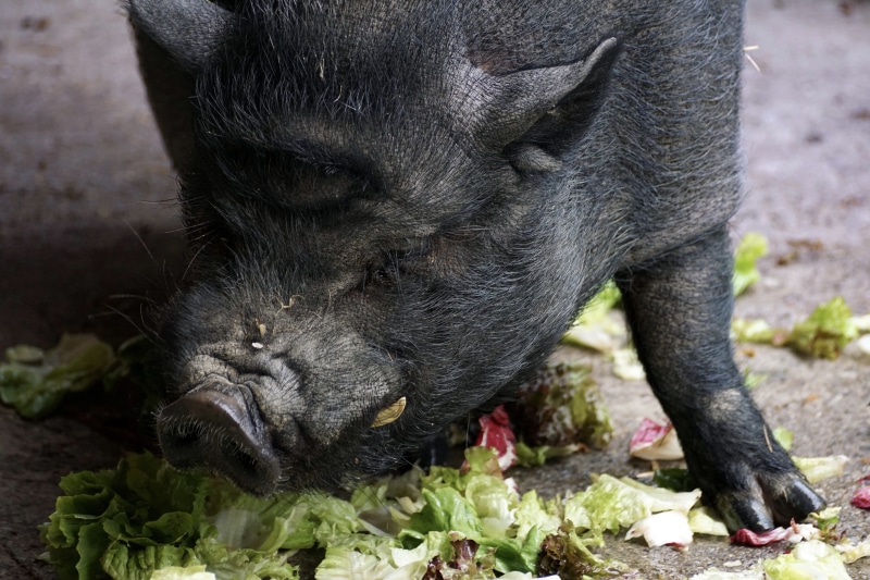 massive, pot bellied pig, animal, close-up, hungry, animal themes, vegetables, peaceful, outdoors, domestic, one animal, animal body part, black color