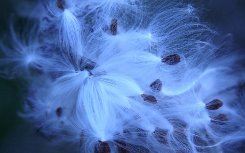 flowers, indoors, softness, nature, abstract, flower, wispy, fragility, close-up, studio shot, beauty in nature, full frame, dandelion, purple, 720P, macro