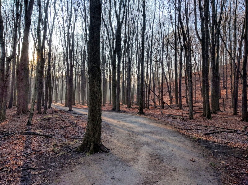 plant, tree, nature, scenics - nature, environment, grove, dirt road, pathway, vegetation, trees, growth, landscape, trunk, beside, grey, united states