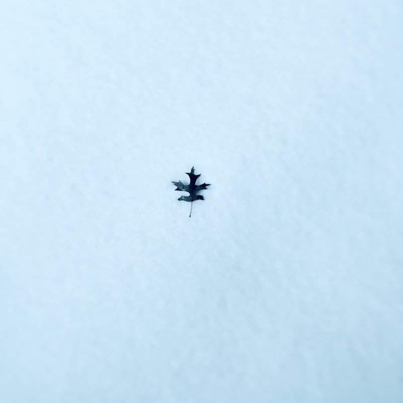 low angle view, no people, calm, insect, mode of transportation, one animal, animal, directly below, air vehicle, flying, copy space, vehicle, transportation