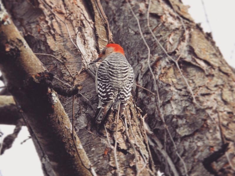 one animal, plant bark, united states, animals in the wild, tree trunk, bird, low angle view, ridgewood, animal, branch, trunk, animal themes, no people