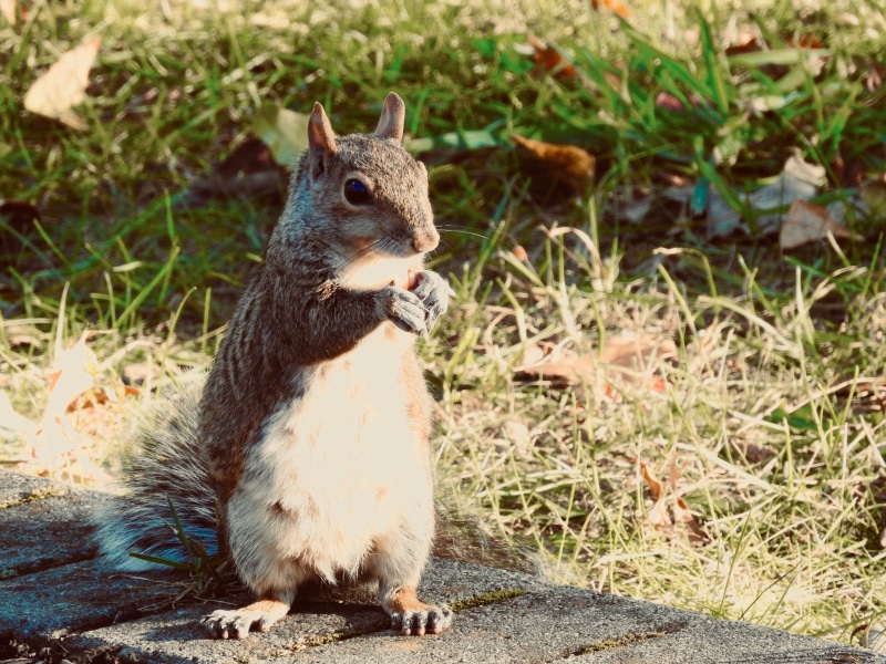land, united states, wild duck pond loop, close-up, animal themes, grass, day, animal, squirrel, animal wildlife, whisker, looking away, nature, herbivorous