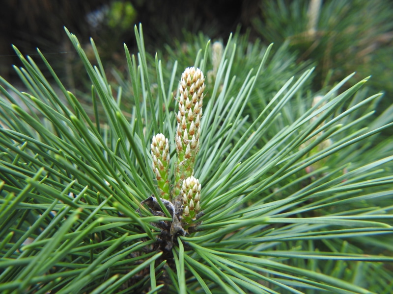 close-up, growth, pine cone, green color, branch, 4K, needle - plant part, focus on foreground, pine tree, beauty in nature, no people, fir tree, tranquility