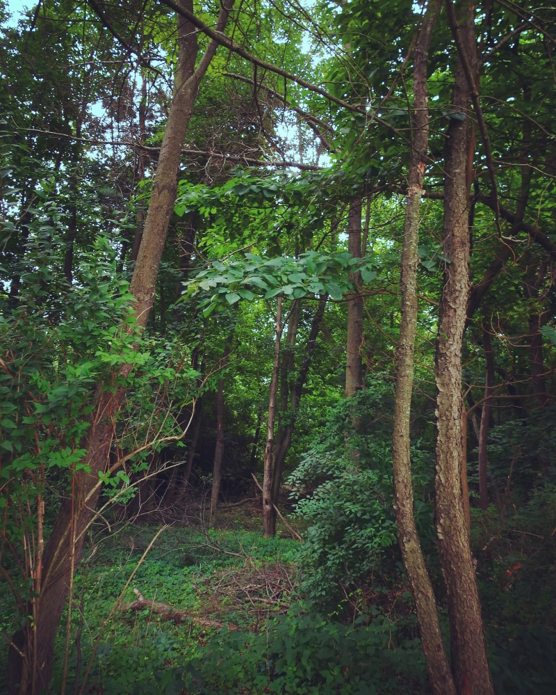 foliage, ridgewood, non-urban scene, trees, green color, trunk, plant, green, day, greenery, 4K, tree, wooded area, lush foliage, rainforest, scenics - nature