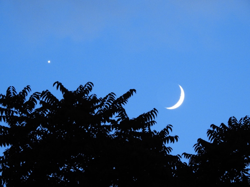 nature, half moon, 4K, copy space, treetop, outdoors, crescent moon, venus, plant, united states, ridgewood, tranquil scene, space, silhouette, beauty in nature