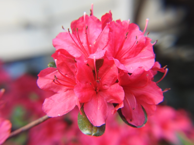 fuschia, freshness, azaleas, inflorescence, 4K, fragility, day, spring, no people, vulnerability, outdoors, nature, pink color, close-up, pink, springtime