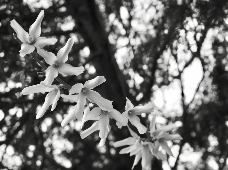 tree, geranium, bw, day, freshness, no people, blossom, black and white, acanthaceae, flower, tree trunk, petal, forsythia, fir, fragility, growth, selective focus