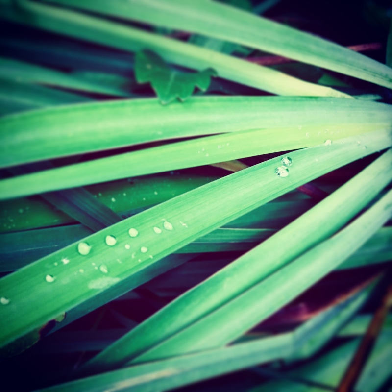 no people, plant part, day, green color, nature, united states, indoors, blade of grass, dewy, full frame, leaf, water, freshness, food and drink, close-up