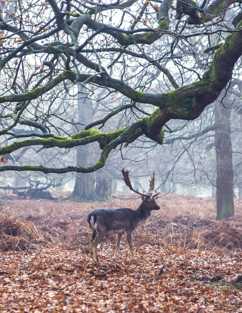 mammal, branch, antler, earth, national trust, land, 2K, park, animal, nature, trees, cute, animal themes, dunham massey, deer, vertebrate, green, photography