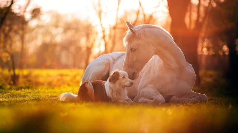 cuteness, 1080P, white horse, friends, dog, friendship, grass, cute, horse