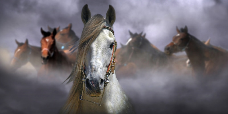 white, horses, brown, White and Brown Horses, 1080P