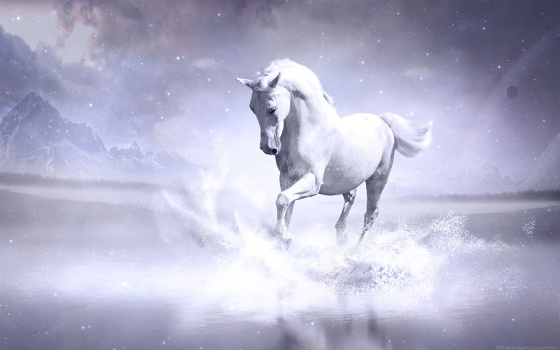 white, 1080P, horse
