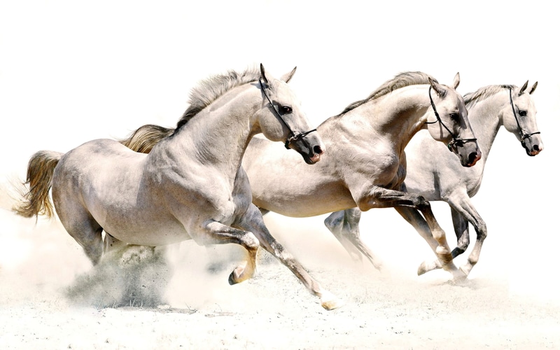 two animals, white, domestic animals, land, nature, running, pets, animal wildlife, three, horse, horses, domestic, white background, motion, vertebrate