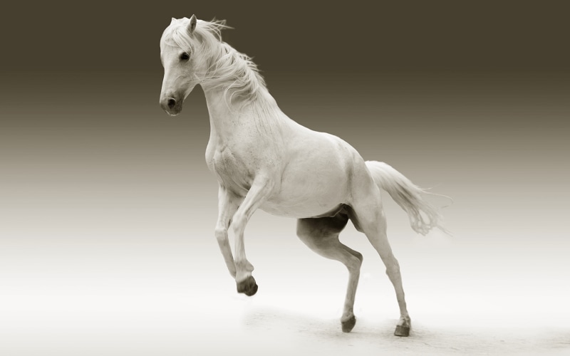 white horse, animal, horse, wildlife, white, mane, 2K, mammal