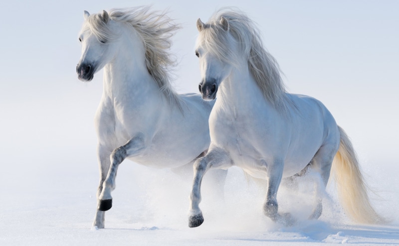livestock, Horses, mammal, herbivorous, group of animals, animal themes, animal wildlife, two animals, nature, domestic animals, horse, animal, vertebrate
