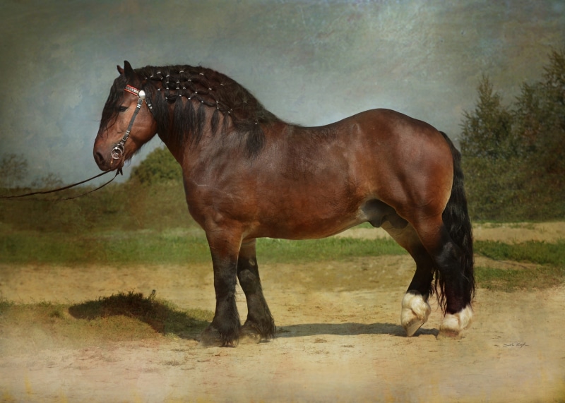 heavy horses, animal, pets, field, big, big horse, horse, draft horse, domestic, heavy horse, bay draft, brown, vertebrate, plaited mane, one animal, nature