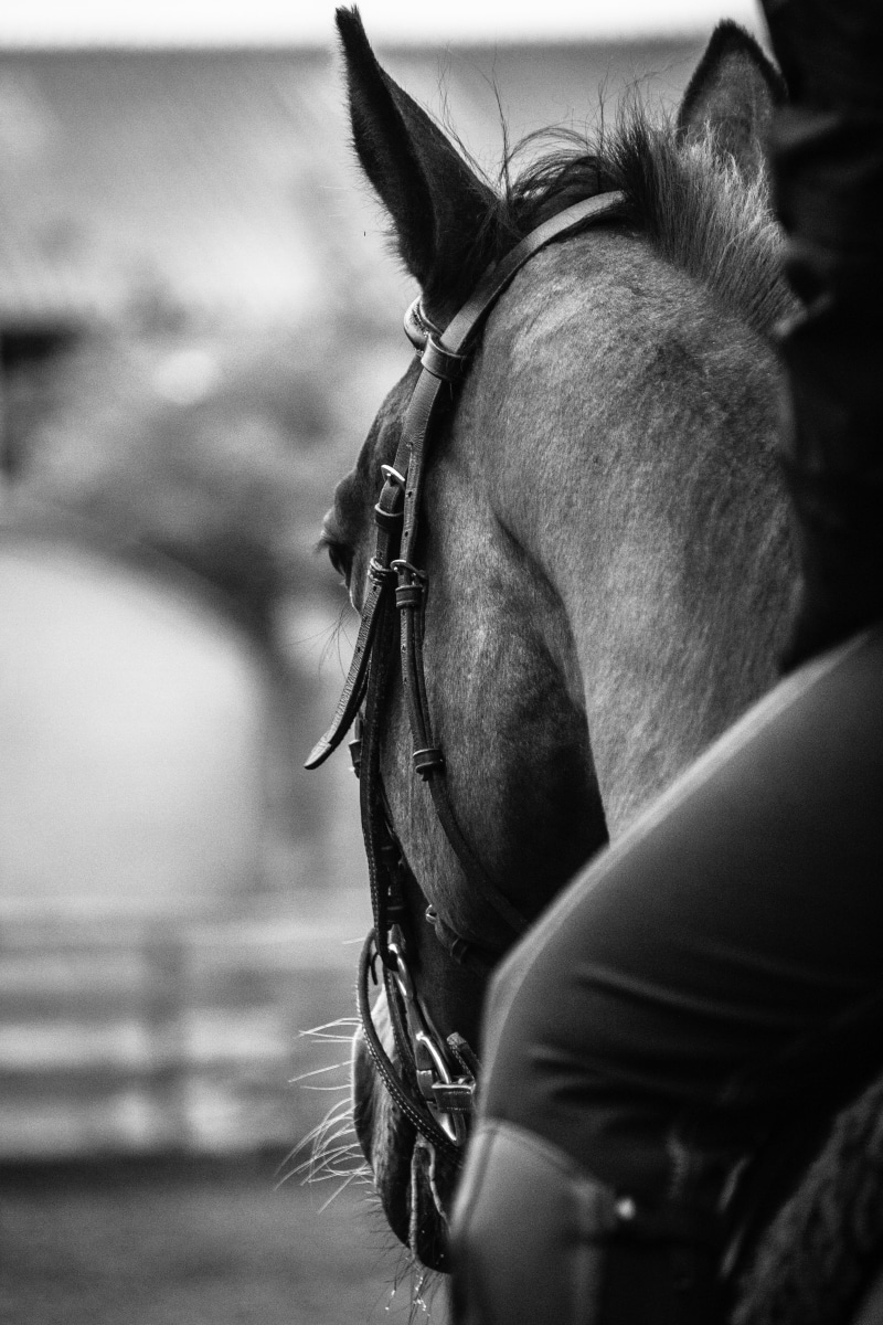 black and white, grayscale, ranch, animal themes, animal wildlife, working animal, profile view, photography, animal head, pets, herbivorous, riding, animal