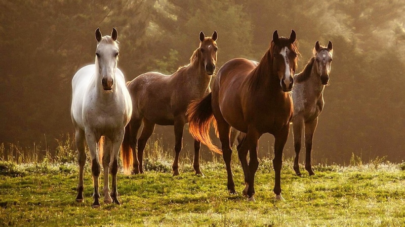 1080P, horses, animals in the wild, vertebrate, grassland, grazing, domestic, animal, animal wildlife, domestic animals, mare, grass, pets, group of animals