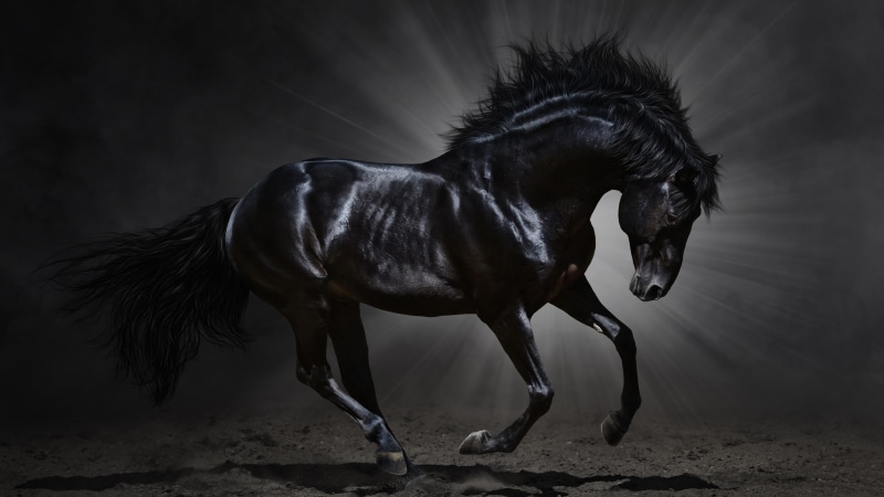 black, darkness, hair, running, black color, domestic, mane, nature, mammal, black horse, full length, livestock, side view, herbivorous, pets, vertebrate