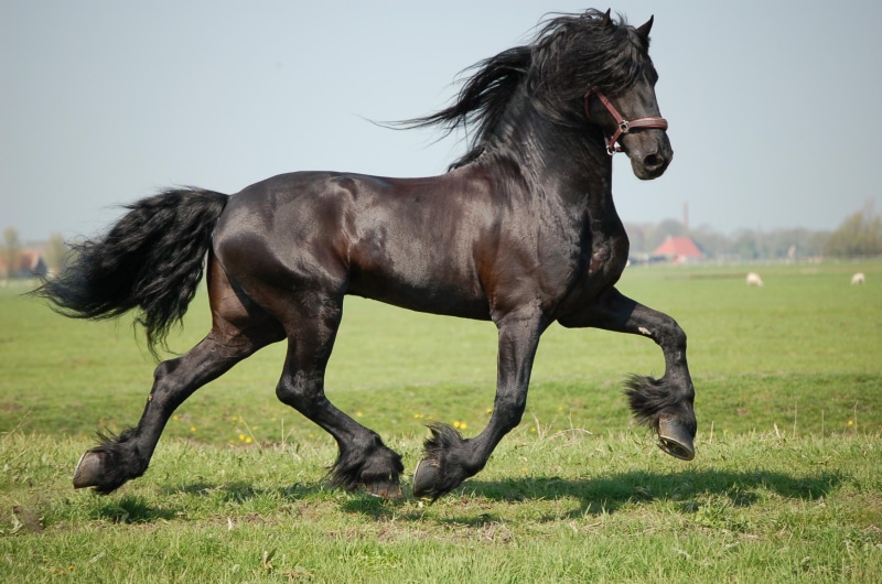 1080P, friesians, friesland, friesian, black horse, monte, horses, animals