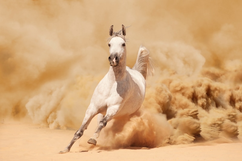 running, wildlife, landscape, domestic, pets, vertebrate, sand Dune, sky, dust, desert, day, livestock, one animal, horse, animals In The Wild, sand, animal