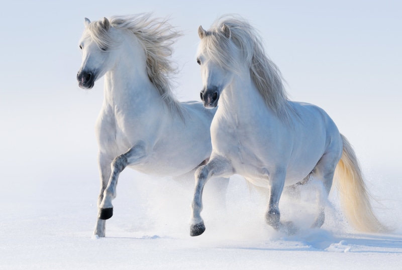 farm, cold - Temperature, group of animals, outdoors, animal wildlife, foal, animals In The Wild, rural Scene, horses, white, herbivorous, vertebrate, mammal