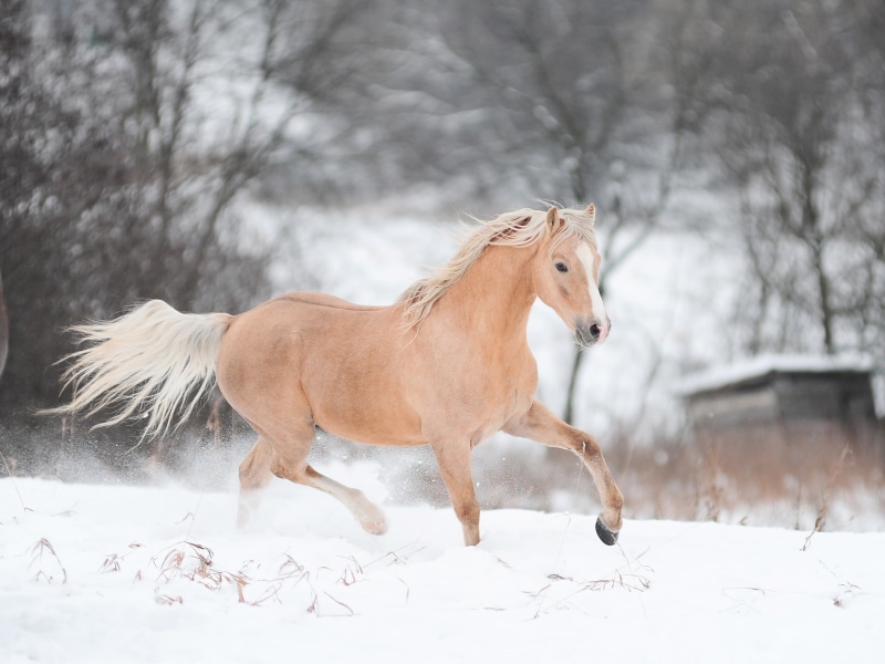 Running, Winter, Horse, 2K