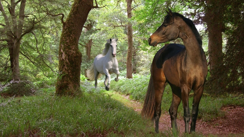 romantic, trees, forest, white horse, 1080P, horses, running, path
