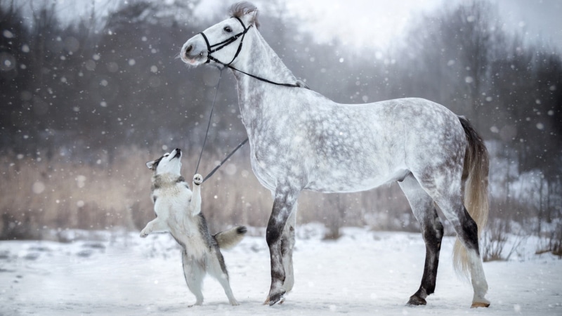 domestic, white color, outdoors, white horse, snow, horse, snowfall, storm, animal, vertebrate, winter, domestic animals, livestock, animal themes, no people