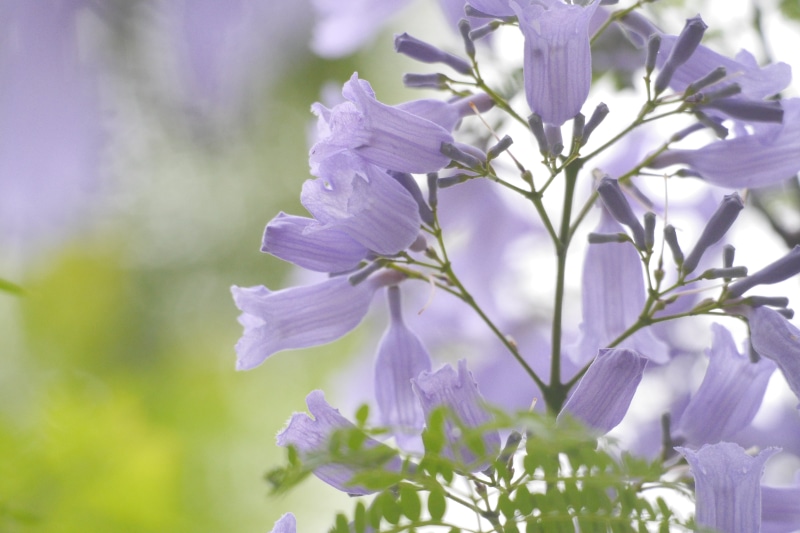 springtime, nature, close-up, flowers, purple, plant, 4K, photography, nice, flower