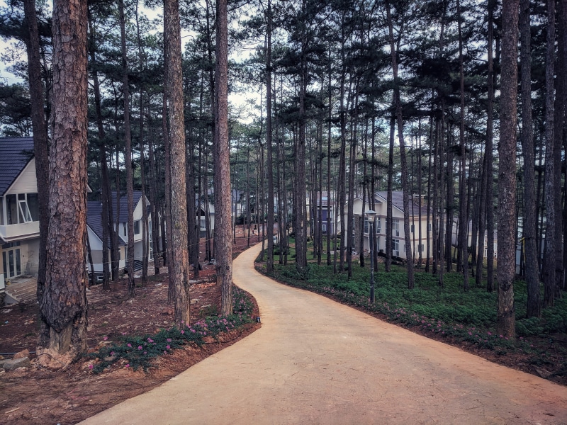 nice, tree trunk, the way forward, trunk, footpath, plant, forest, outdoors, nature, 4K, tree, land, beauty in nature, vietnam, tranquility, built structure