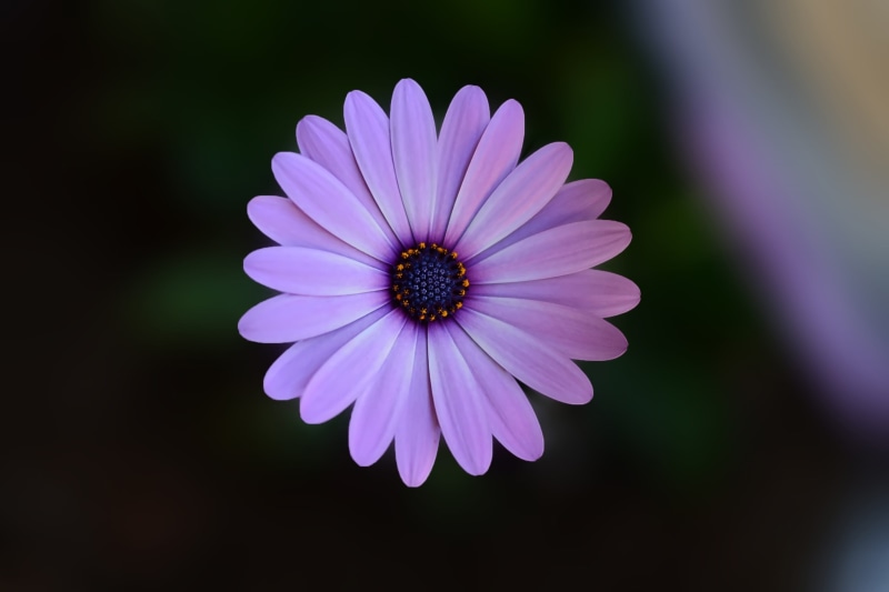 texture, detail, fragility, growth, color, hdr, no people, osteospermum, beauty in nature, nature, vulnerability, blossom, petals, pollen, from above, inflorescence
