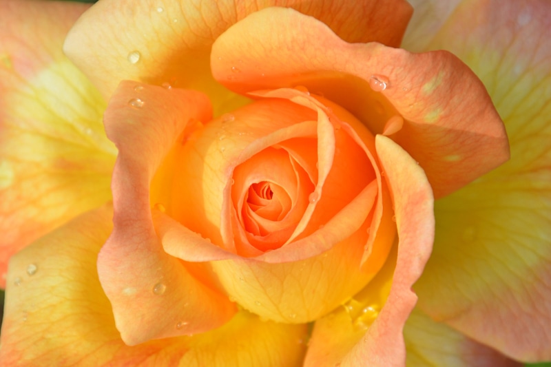 flower head, orange color, autumn flowers, flowering plant, fresh, fragility, petaled, yellow, plant, rose, petal, growth, flower picture, vulnerability