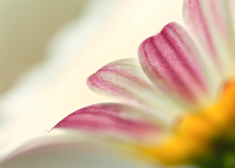 flowers, 4K, botany, Stacker, pink, focus, selective, Denver Botanic Gardens, plant, pink Color, flower Head, floral, close-up, daisies, nature, photography