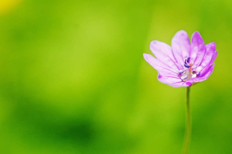 Stand Alone, 2K, DoF, Close-up, summer, Flower, closeup, springtime, petaled, nature, Macro, beauty In Nature, 90mm, white, Sony, photo, petal, pink Color
