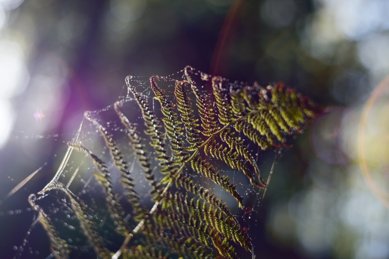 spectrum, ancient, canvas, blur, spider, flower, wet, decorative, fern, stripe, blue, flora, spider web, photography, water, beige, retro, decoration, material