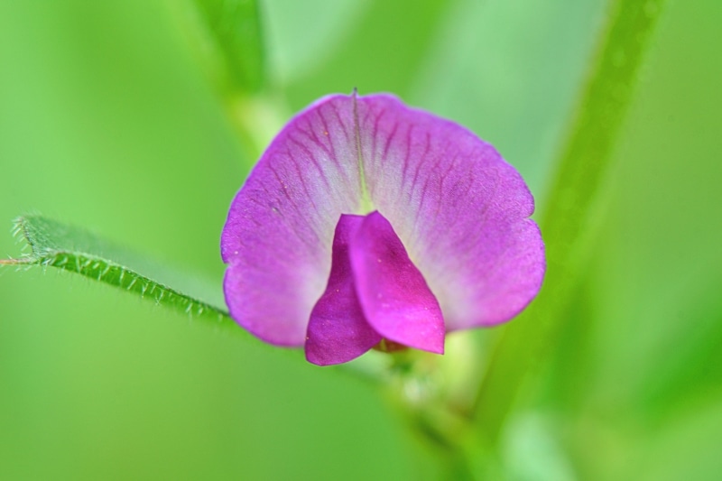 strange, insect, bugs, web, orchid, trees, paper, leaf, pollination, purity, flower head, flora, leaves, plant green, inflorescence, summer, nectar, 2K